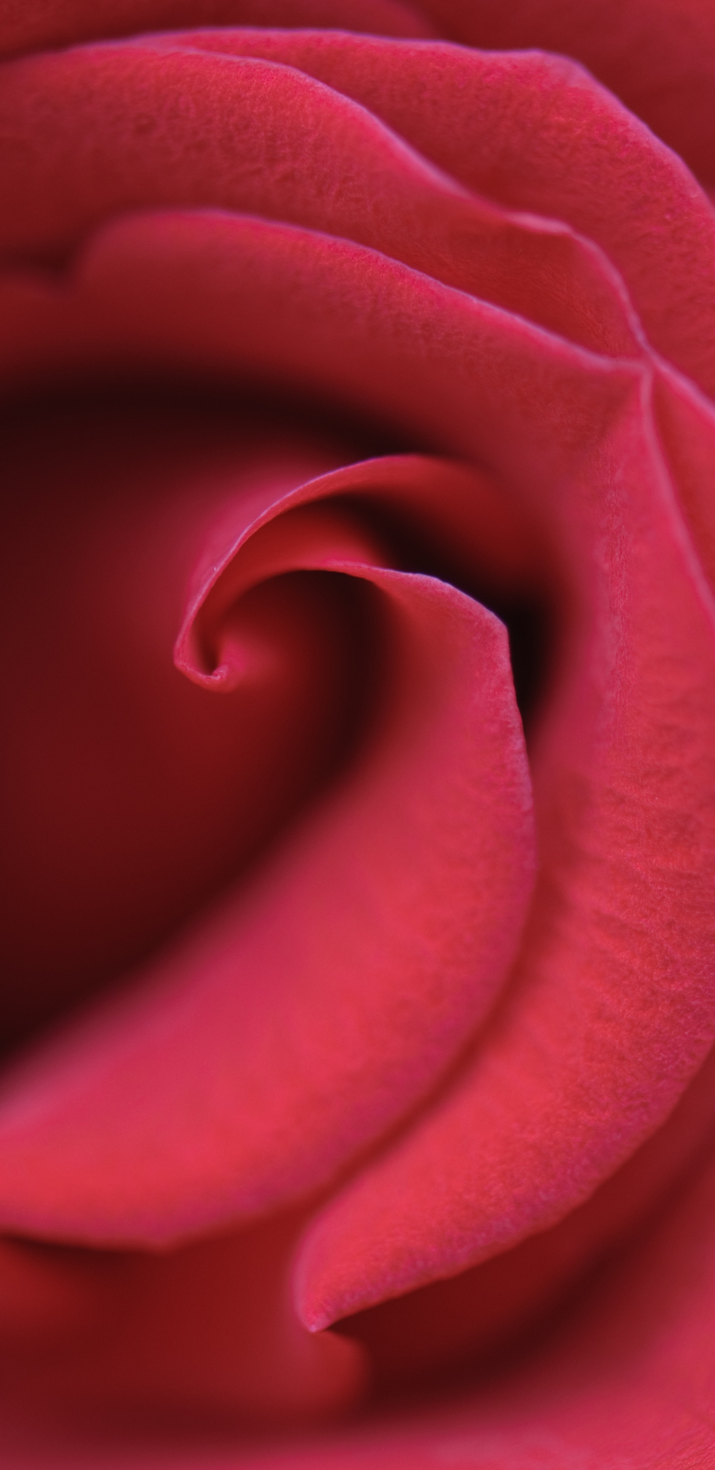 Rose Rose en Fleur Photo en Gros Plan. Wallpaper in 1440x2960 Resolution