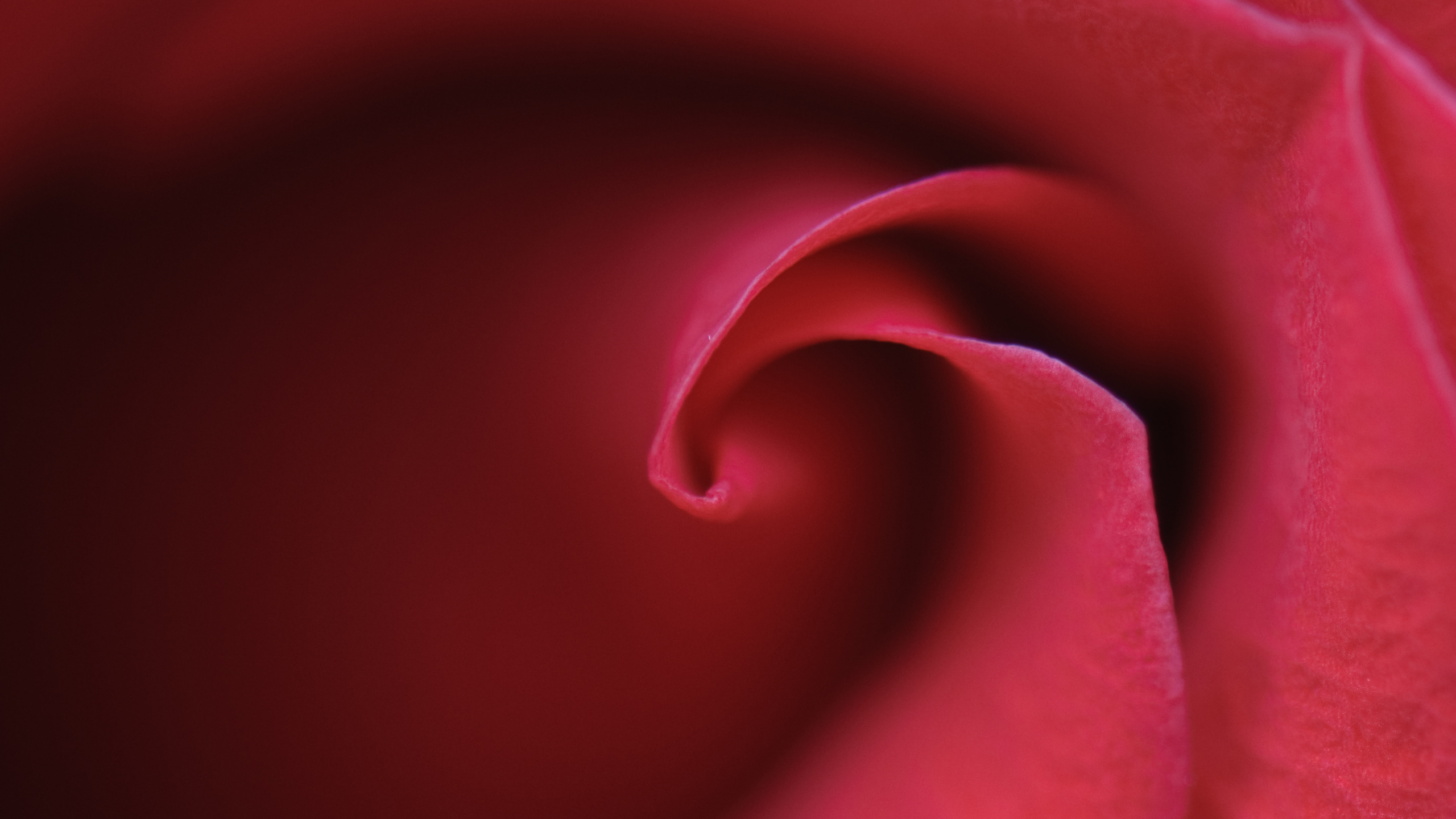 Rose Rose en Fleur Photo en Gros Plan. Wallpaper in 2560x1440 Resolution