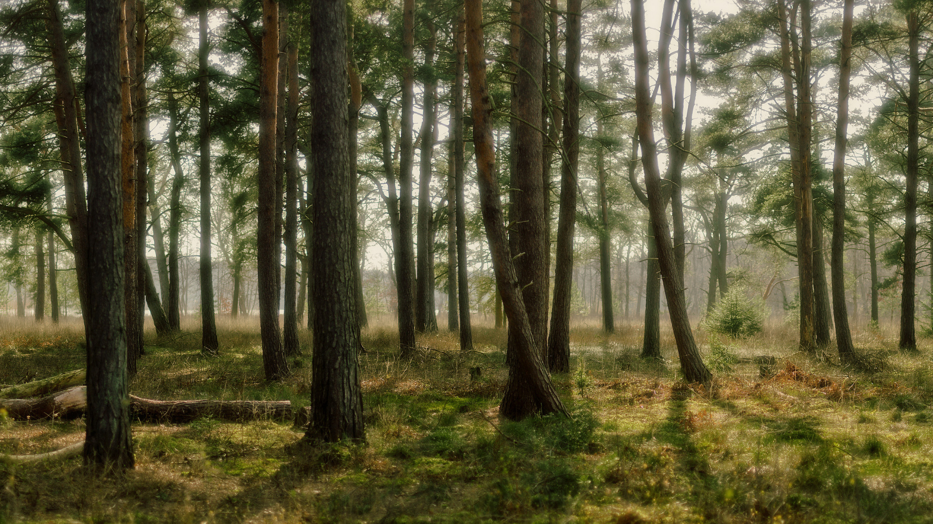 Green Trees on Green Grass Field During Daytime. Wallpaper in 1920x1080 Resolution