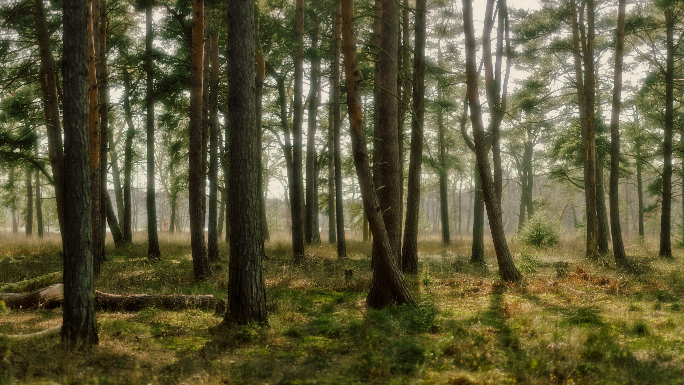 Arbres Verts Sur Terrain D'herbe Verte Pendant la Journée. Wallpaper in 1366x768 Resolution