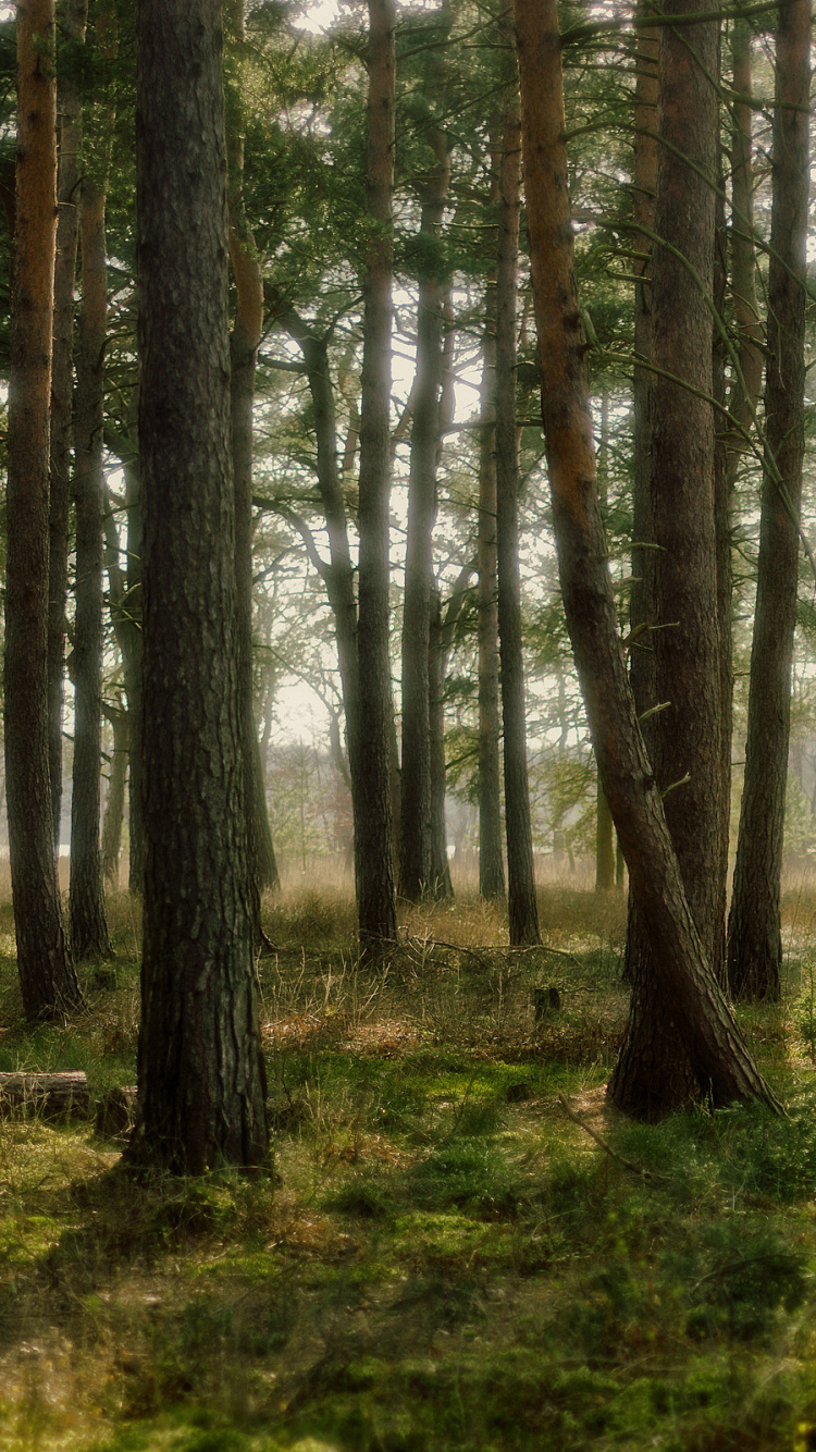 Arbres Verts Sur Terrain D'herbe Verte Pendant la Journée. Wallpaper in 750x1334 Resolution