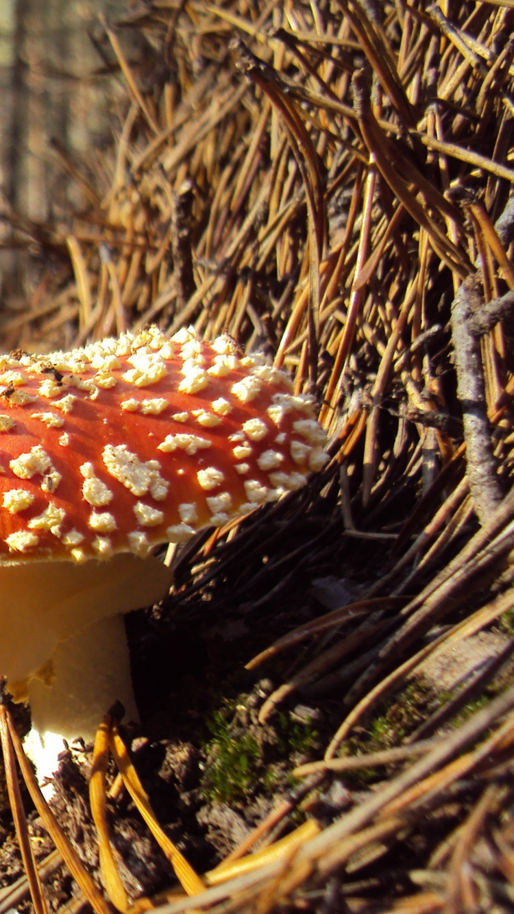 Red and White Mushroom on Brown Soil. Wallpaper in 750x1334 Resolution