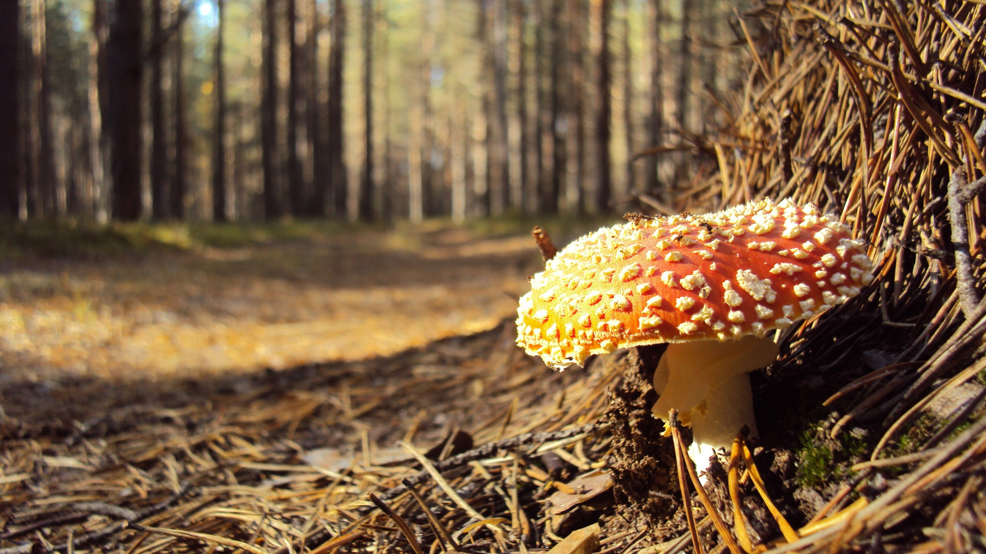Champignon Rouge et Blanc Sur Sol Brun. Wallpaper in 1920x1080 Resolution