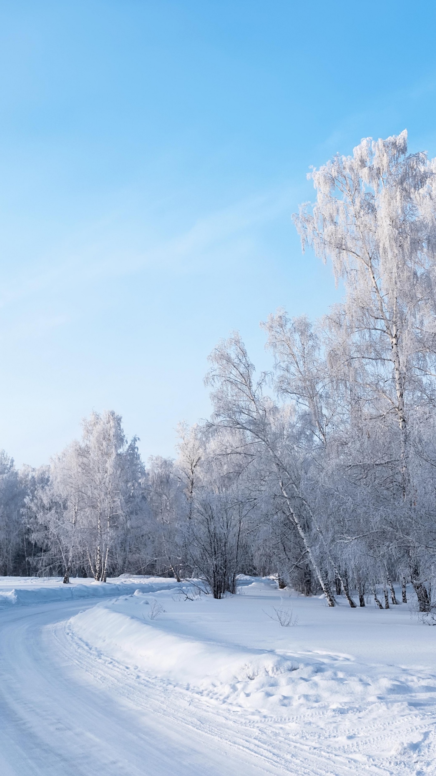 Snow Covered Trees and Road During Daytime. Wallpaper in 1440x2560 Resolution