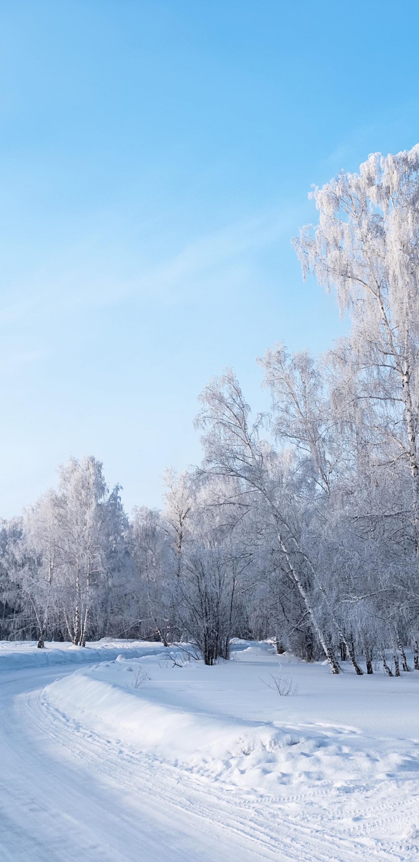 Snow Covered Trees and Road During Daytime. Wallpaper in 1440x2960 Resolution