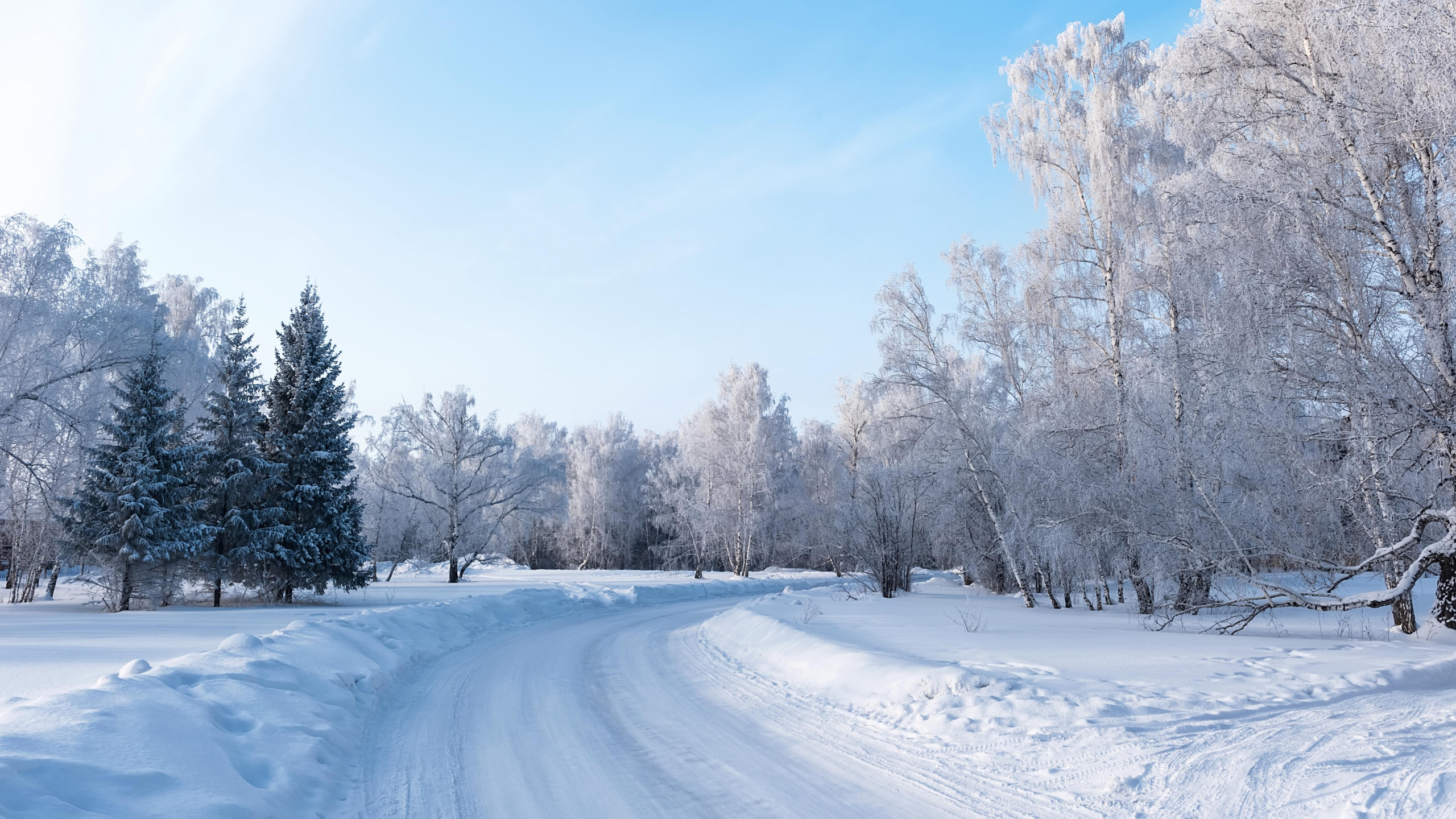 Snow Covered Trees and Road During Daytime. Wallpaper in 2560x1440 Resolution