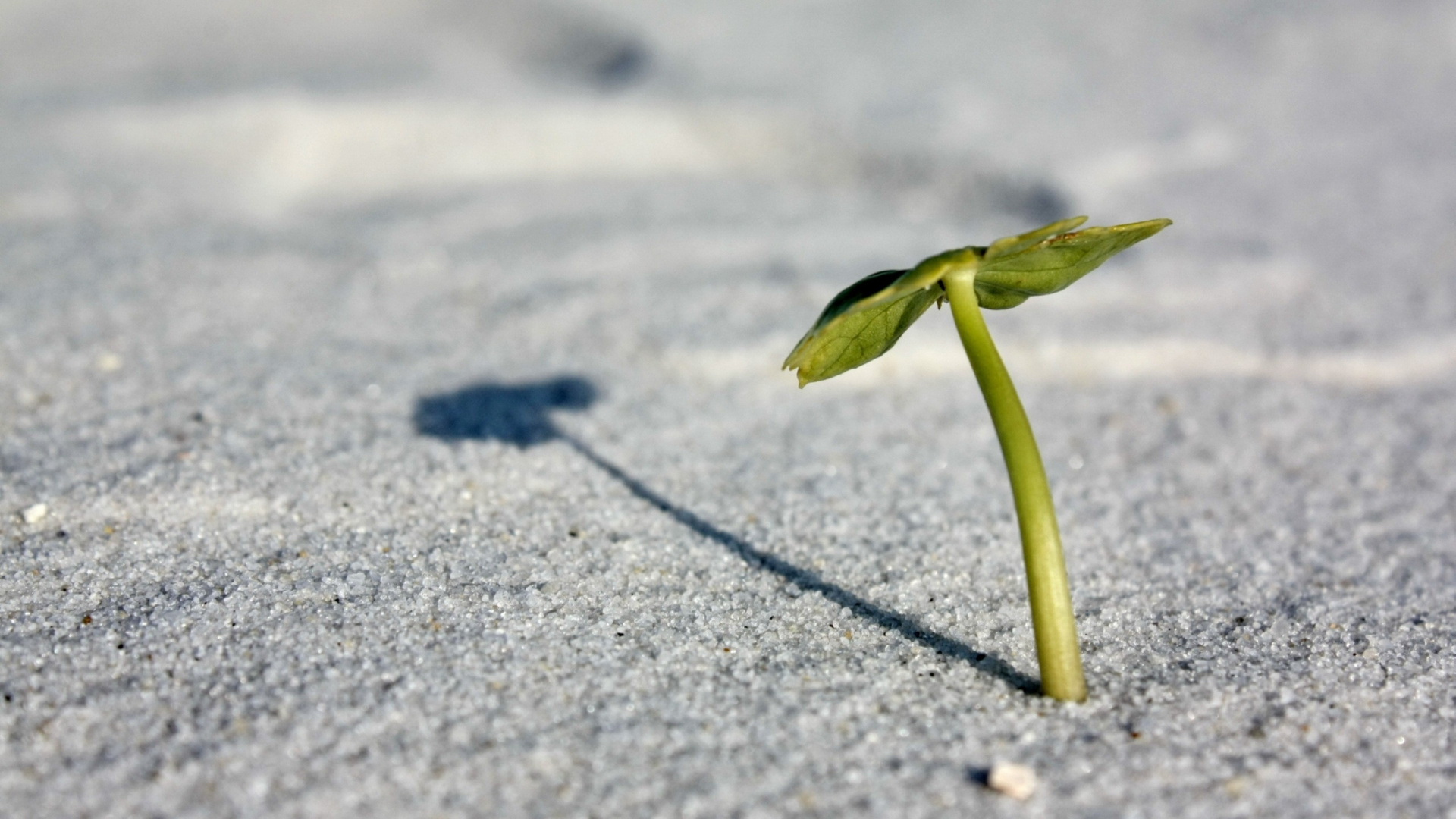 Hoja Verde en el Camino de Hormigón Gris. Wallpaper in 1920x1080 Resolution