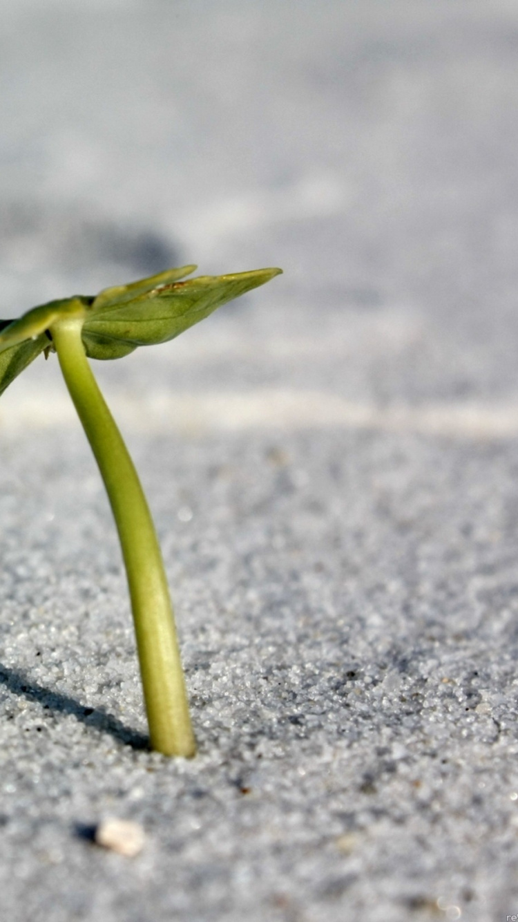 Feuille Verte Sur la Route en Béton Gris. Wallpaper in 750x1334 Resolution