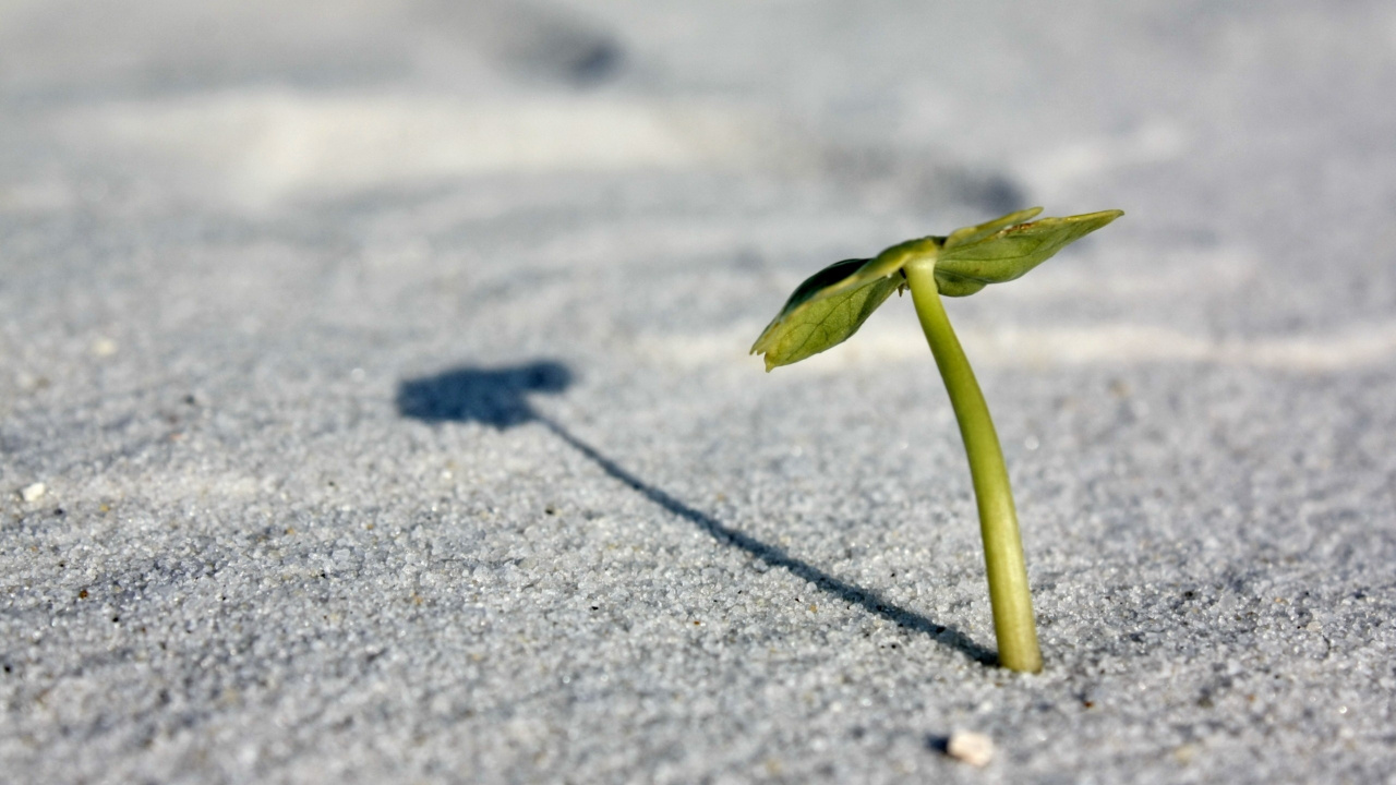 Grünes Blatt Auf Grauer Betonstraße. Wallpaper in 1280x720 Resolution