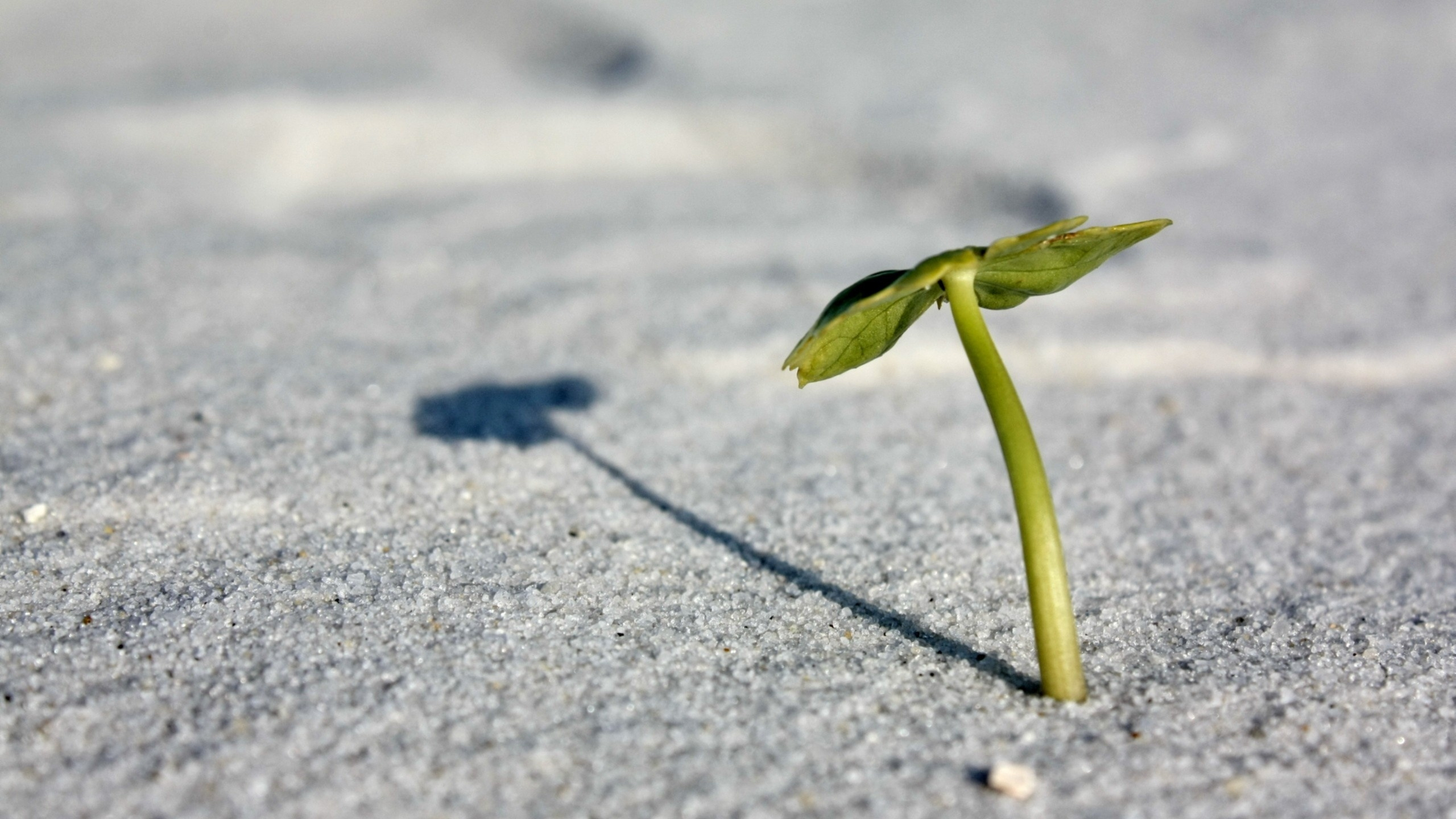 Green Leaf on Gray Concrete Road. Wallpaper in 2560x1440 Resolution