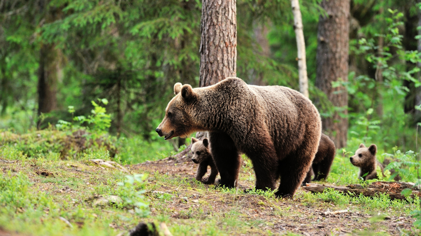 Brown Bear Walking on Green Grass During Daytime. Wallpaper in 1366x768 Resolution