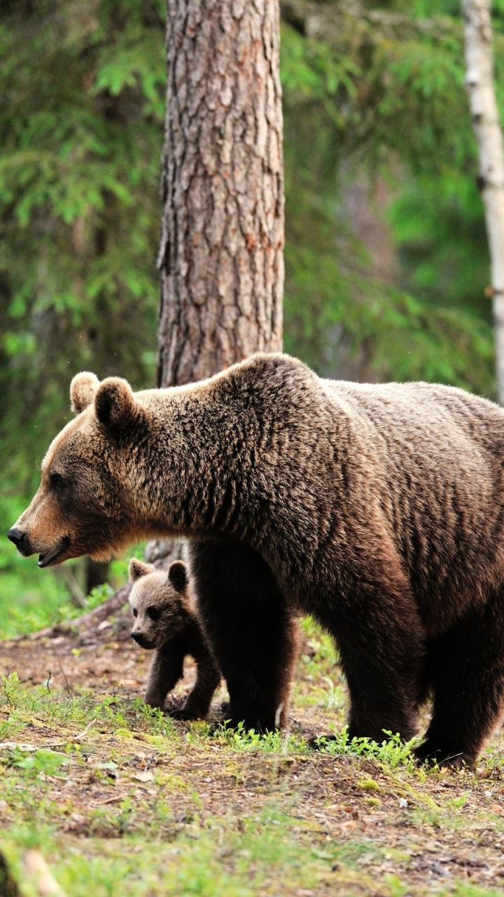 Brown Bear Walking on Green Grass During Daytime. Wallpaper in 720x1280 Resolution