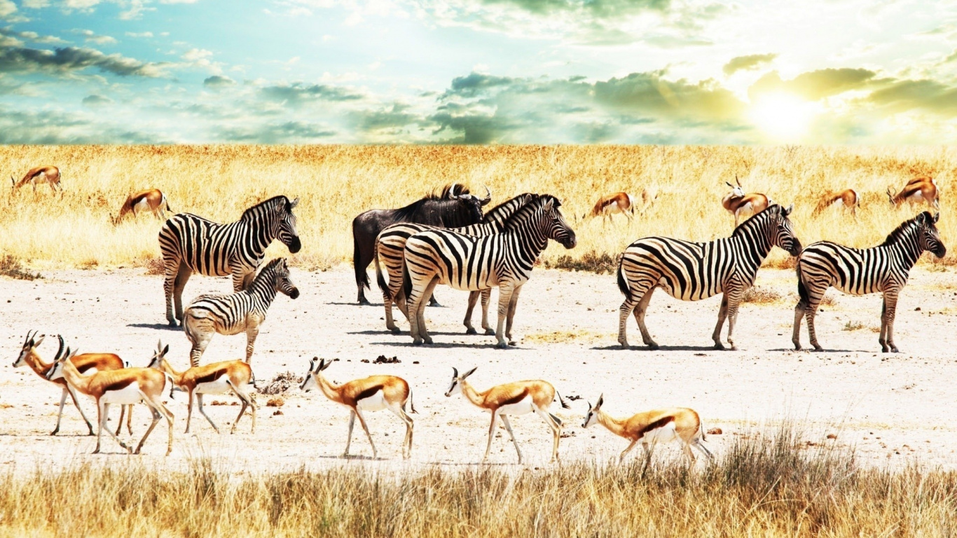 Fauna, Los Animales Terrestres, Zebra, la Sabana, la Migración de Animales. Wallpaper in 1366x768 Resolution