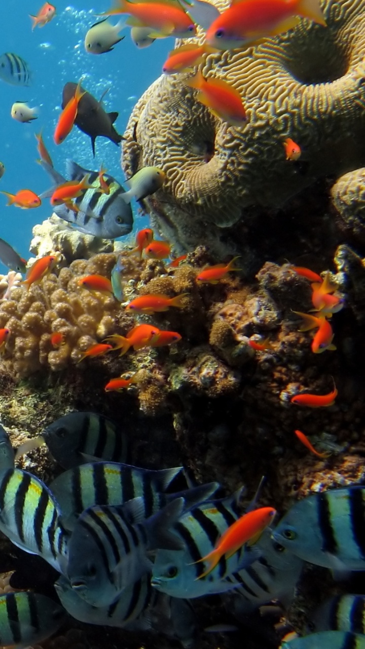 School of Fish in Fish Tank. Wallpaper in 720x1280 Resolution