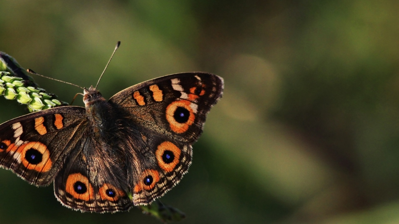 Brown White and Black Butterfly. Wallpaper in 1366x768 Resolution