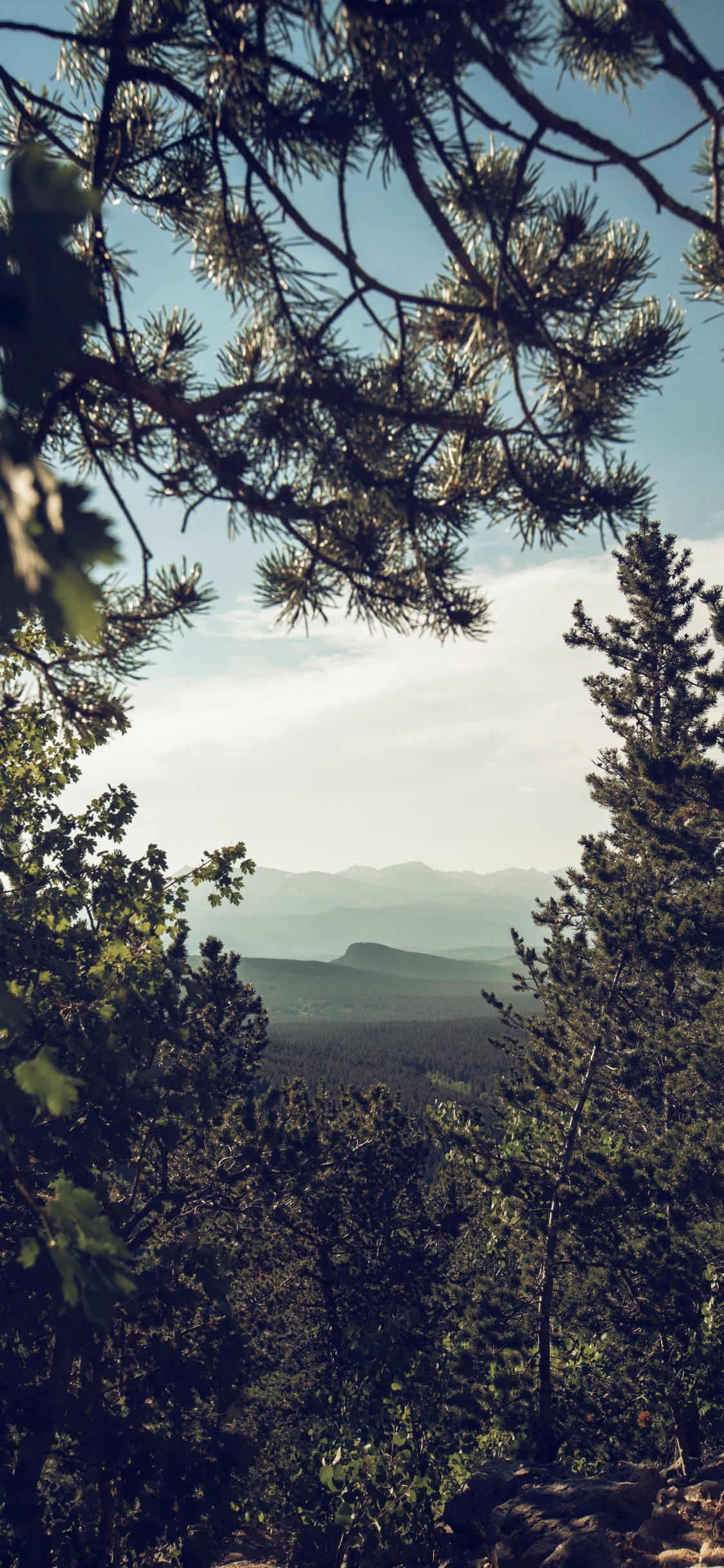 Naturaleza, Montaña, Planta Leñosa, la Vegetación, Entorno Natural. Wallpaper in 1125x2436 Resolution