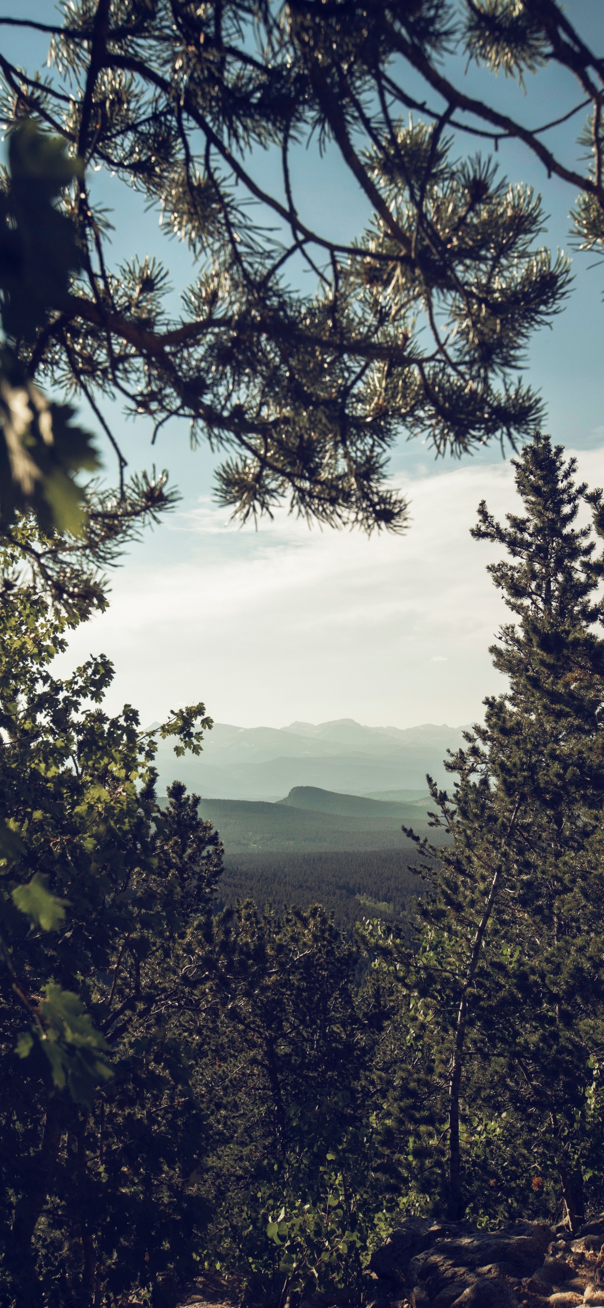 Nature, Plantes Ligneuses, Végétation, Environnement Naturel, Forêt. Wallpaper in 1242x2688 Resolution