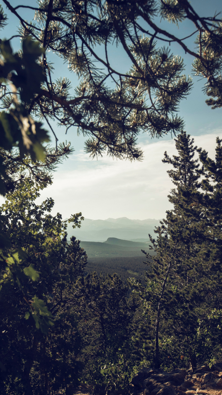 Nature, Plantes Ligneuses, Végétation, Environnement Naturel, Forêt. Wallpaper in 750x1334 Resolution