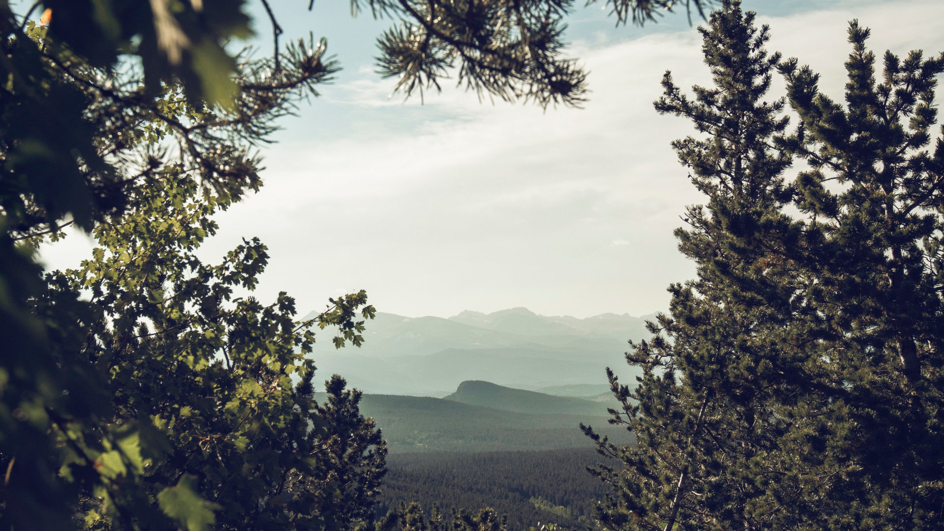 Natur, Baum, Woody Pflanze, Vegetation, Natürlichen Umgebung. Wallpaper in 1920x1080 Resolution