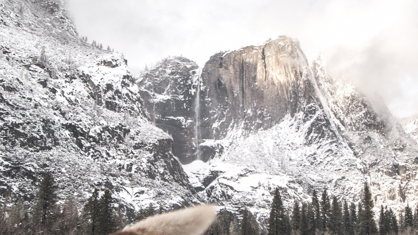 Husky Sibérien, Neige, Great Dane, Carnivores, Race de Chien. Wallpaper in 1366x768 Resolution