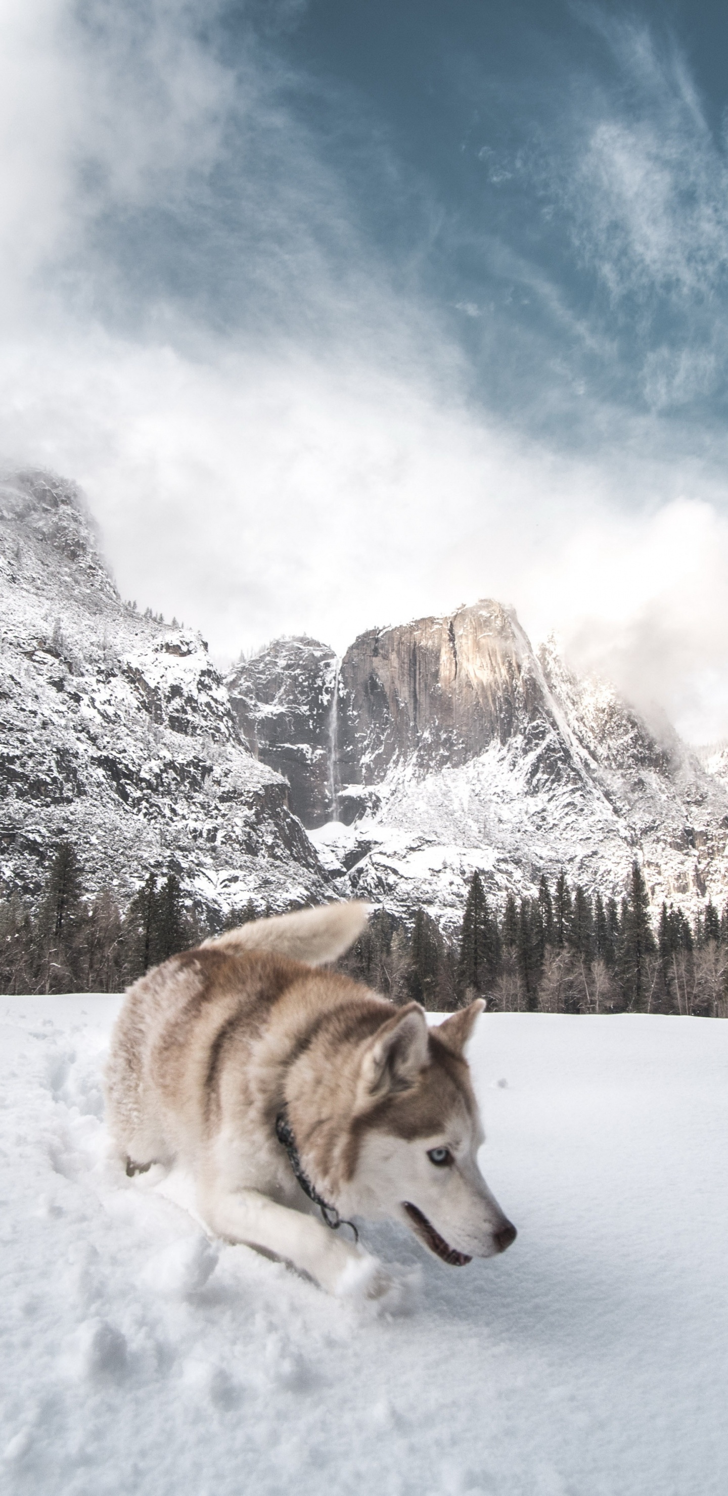 Husky Sibérien, Neige, Great Dane, Carnivores, Race de Chien. Wallpaper in 1440x2960 Resolution
