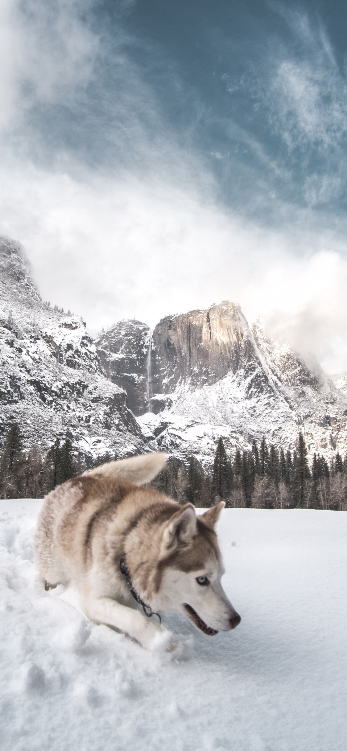 Siberian Husky, Cloud, Snow, Great Dane, Mountain. Wallpaper in 1125x2436 Resolution