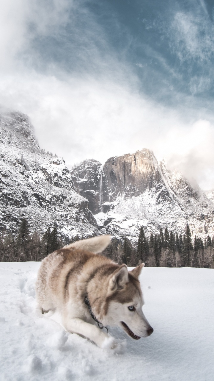 Siberian Husky, Cloud, Snow, Great Dane, Mountain. Wallpaper in 720x1280 Resolution