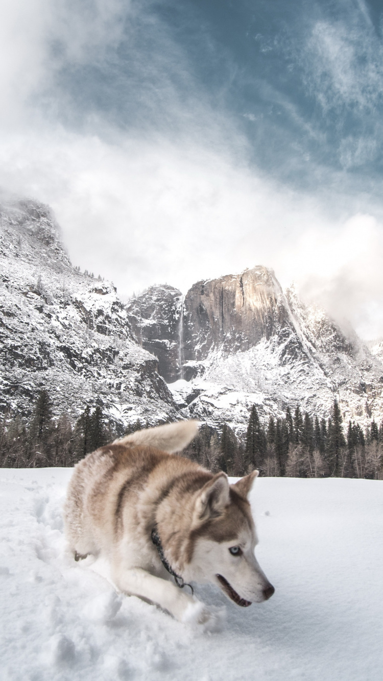 Siberian Husky, Cloud, Snow, Great Dane, Mountain. Wallpaper in 750x1334 Resolution