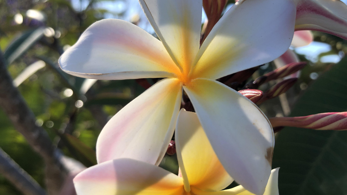 Flora, Pflanzen-Stammzellen, Imgur, Tageszeit, Botanik. Wallpaper in 1366x768 Resolution