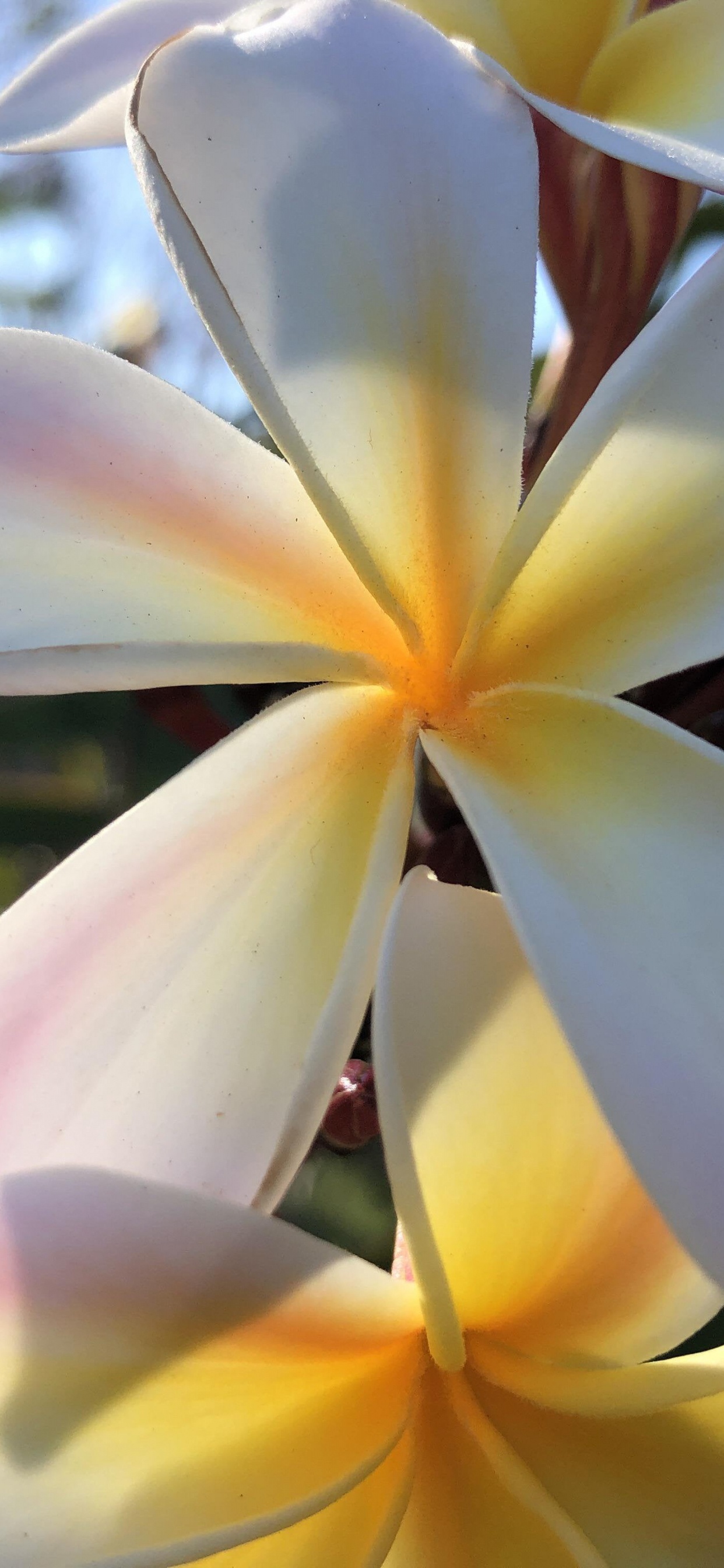 Flora, Tallo de la Planta, Imgur, la Botánica, Pétalo. Wallpaper in 1242x2688 Resolution