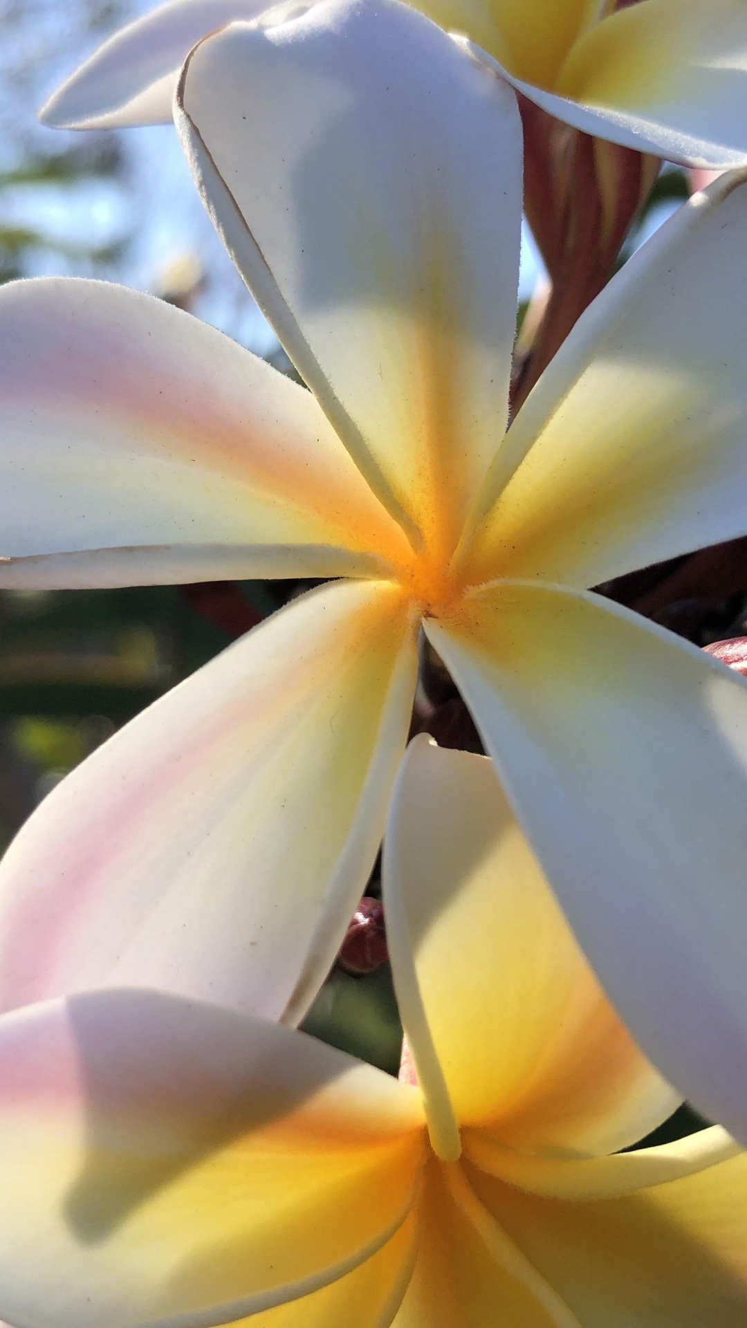 Flore, Tige de la Plante, Imgur, la Journée, Botanique. Wallpaper in 1080x1920 Resolution