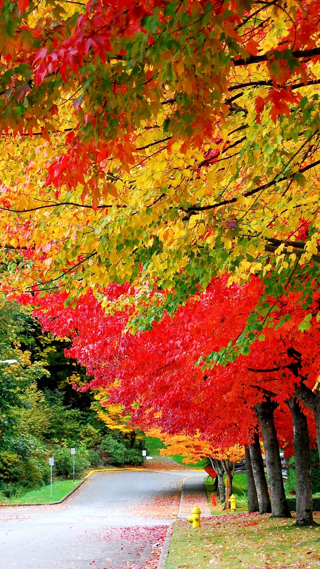 Red and Yellow Leaves on The Road. Wallpaper in 1080x1920 Resolution