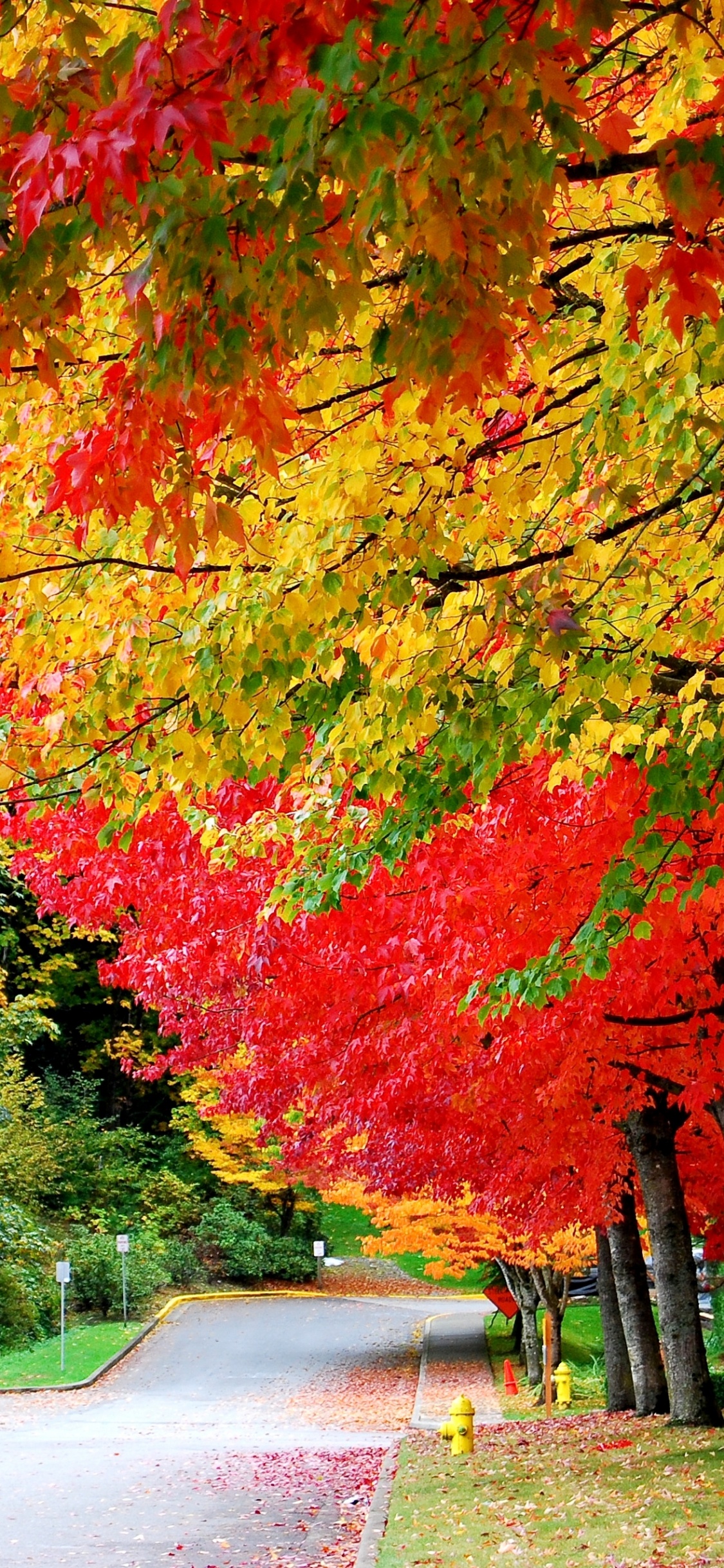 Red and Yellow Leaves on The Road. Wallpaper in 1125x2436 Resolution