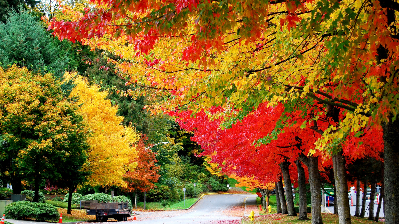 Red and Yellow Leaves on The Road. Wallpaper in 1366x768 Resolution