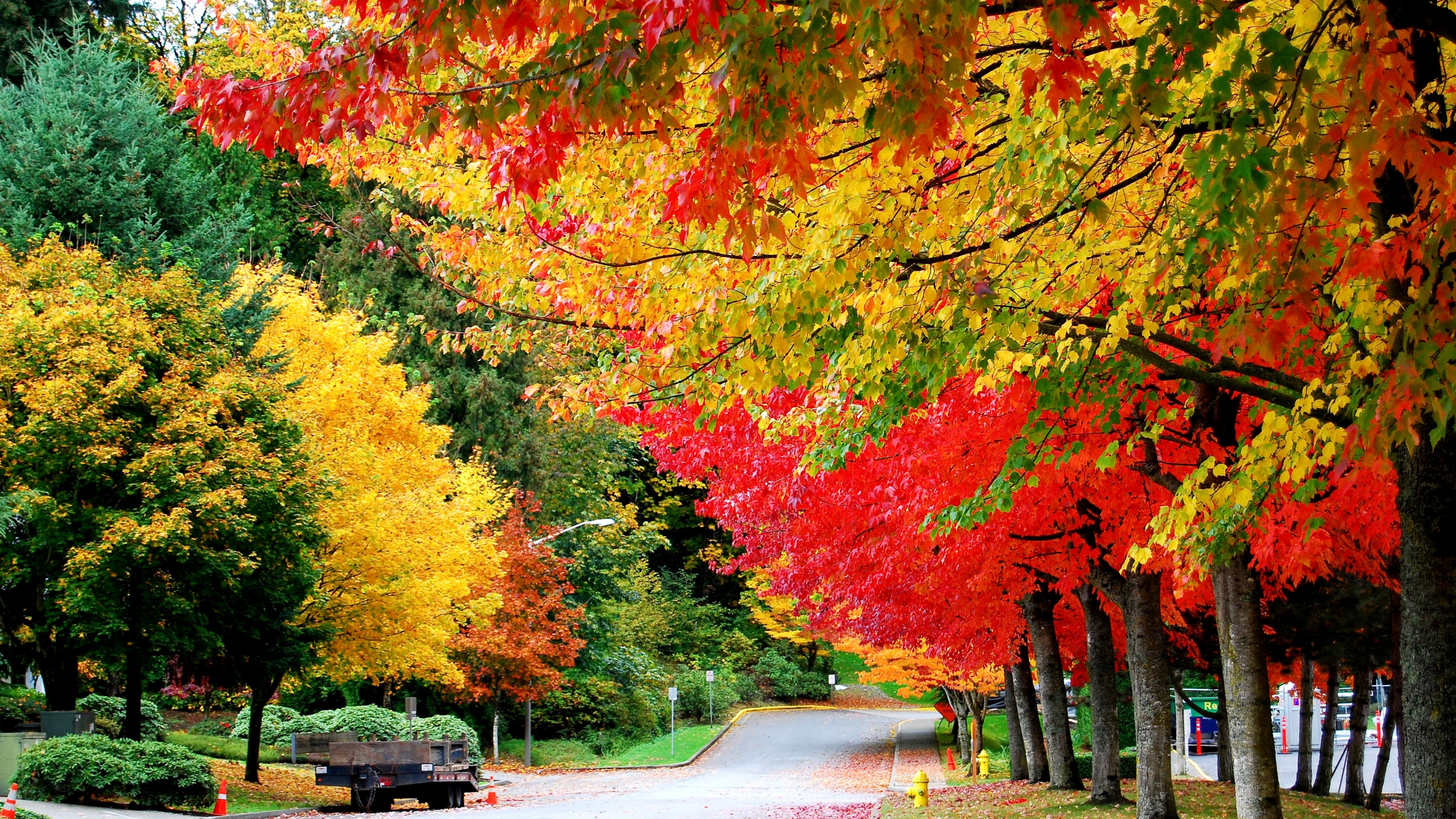 Red and Yellow Leaves on The Road. Wallpaper in 2560x1440 Resolution
