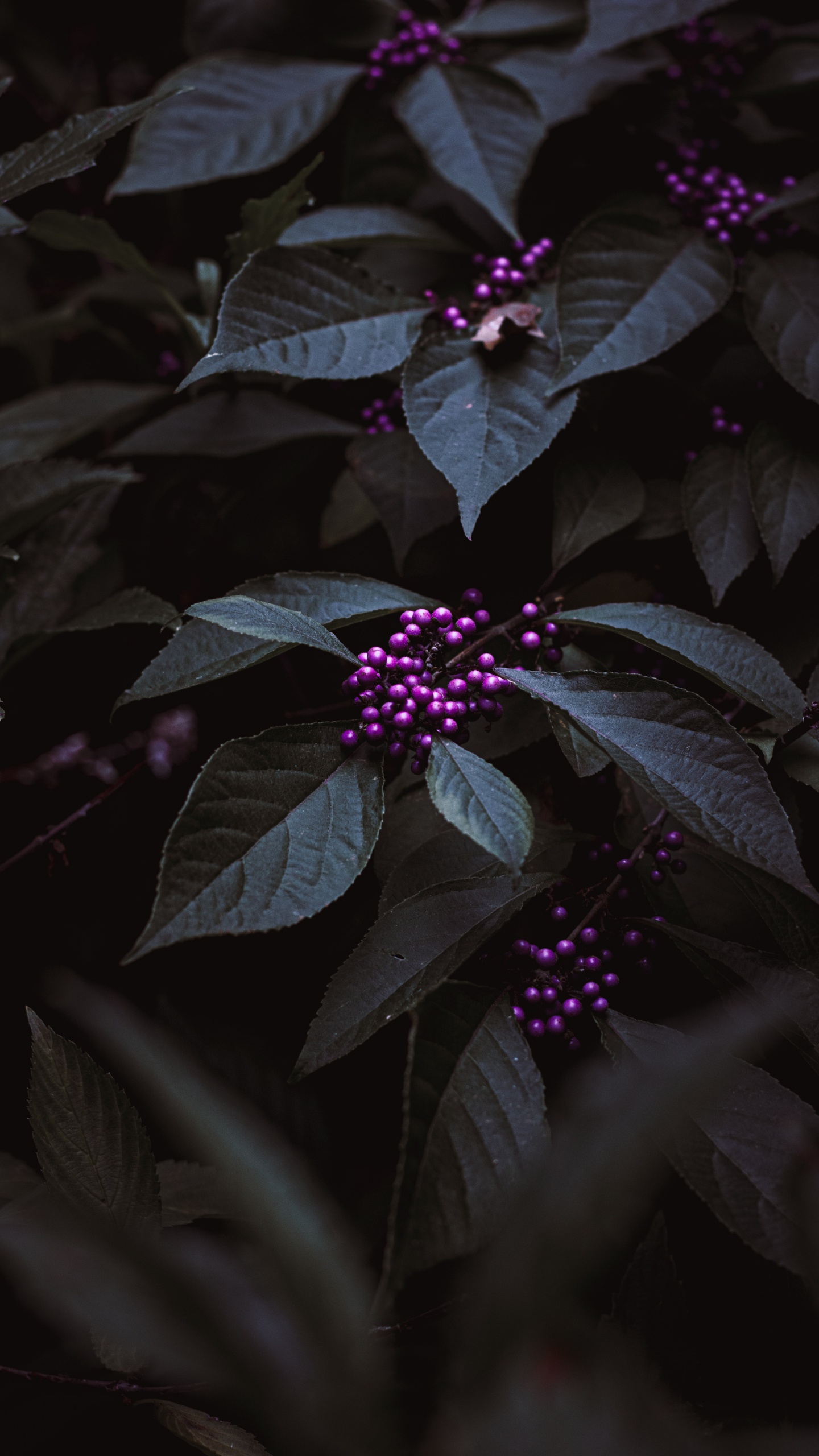 Fleur Violette Aux Feuilles Vertes. Wallpaper in 1440x2560 Resolution