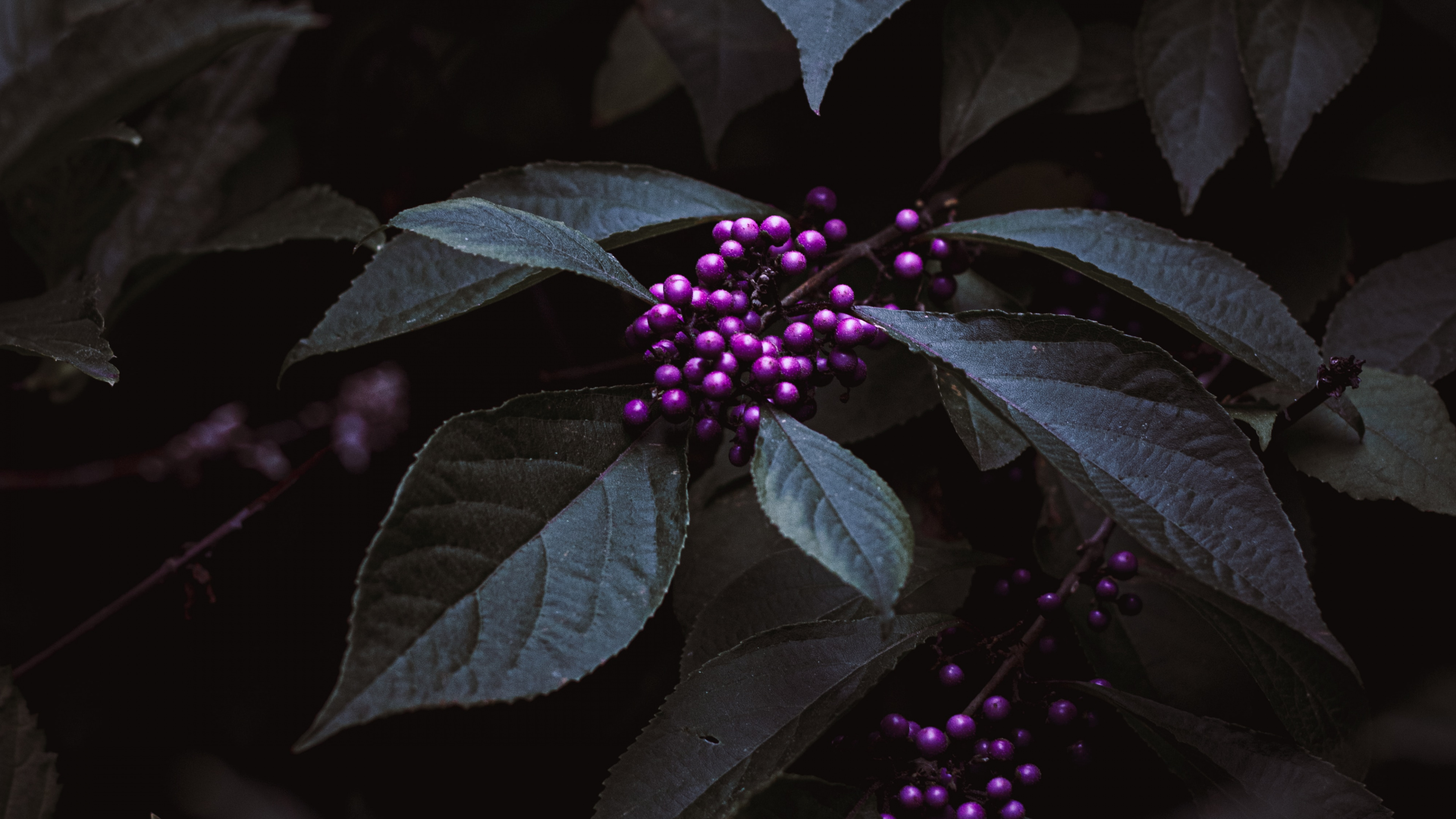 Fleur Violette Aux Feuilles Vertes. Wallpaper in 3840x2160 Resolution