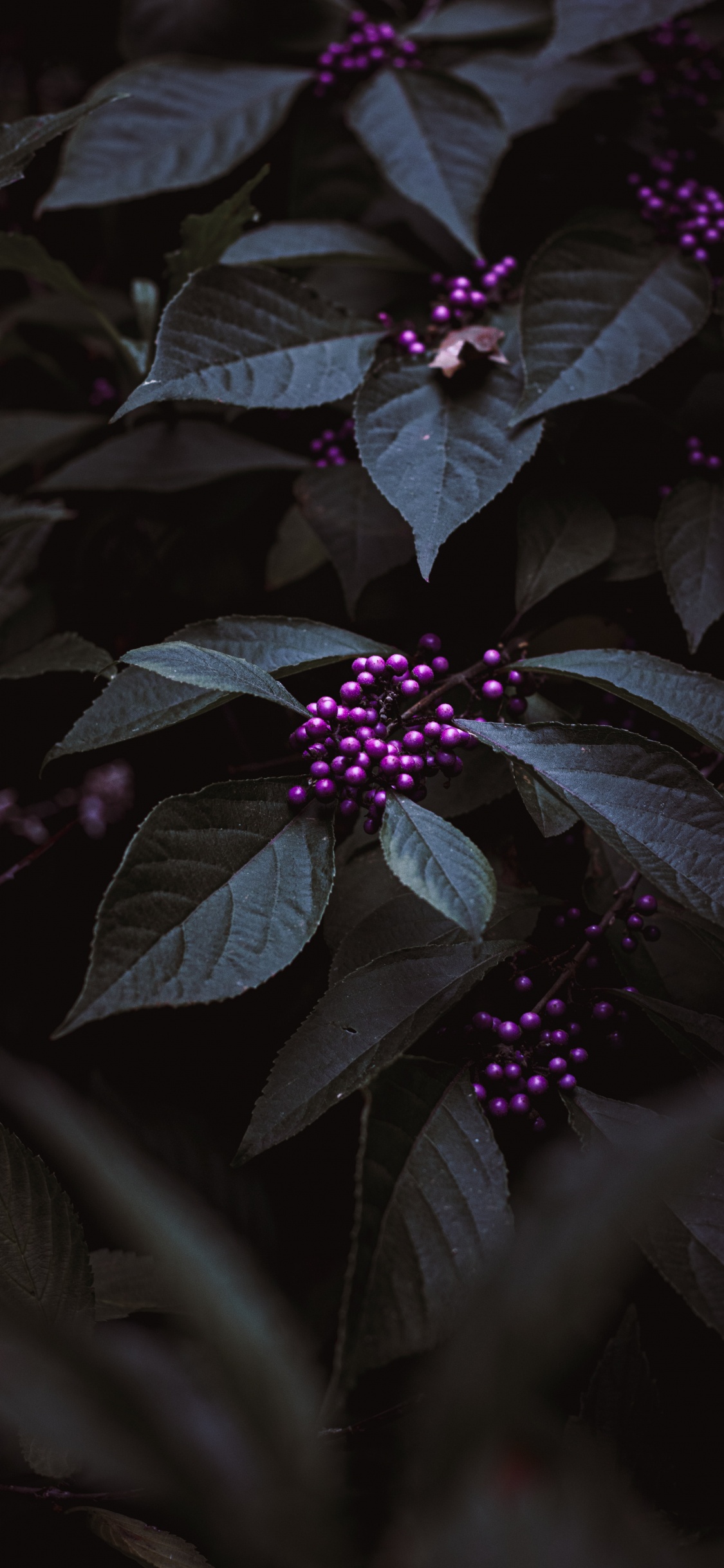 Purple Flower With Green Leaves. Wallpaper in 1125x2436 Resolution