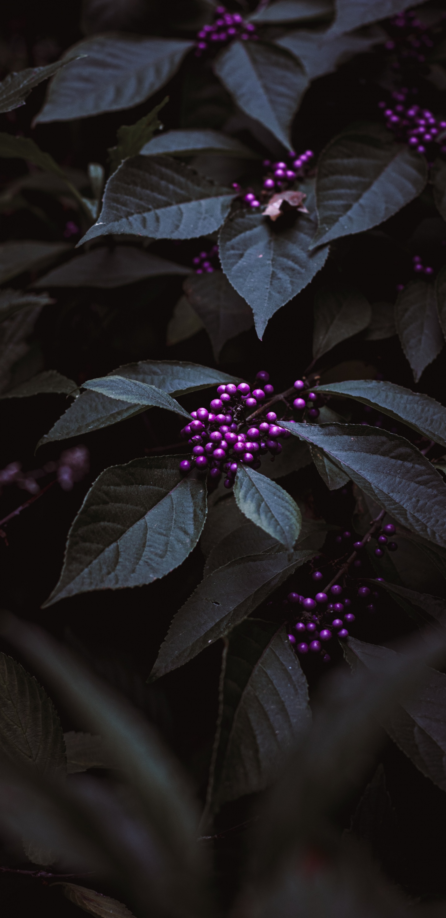 Purple Flower With Green Leaves. Wallpaper in 1440x2960 Resolution