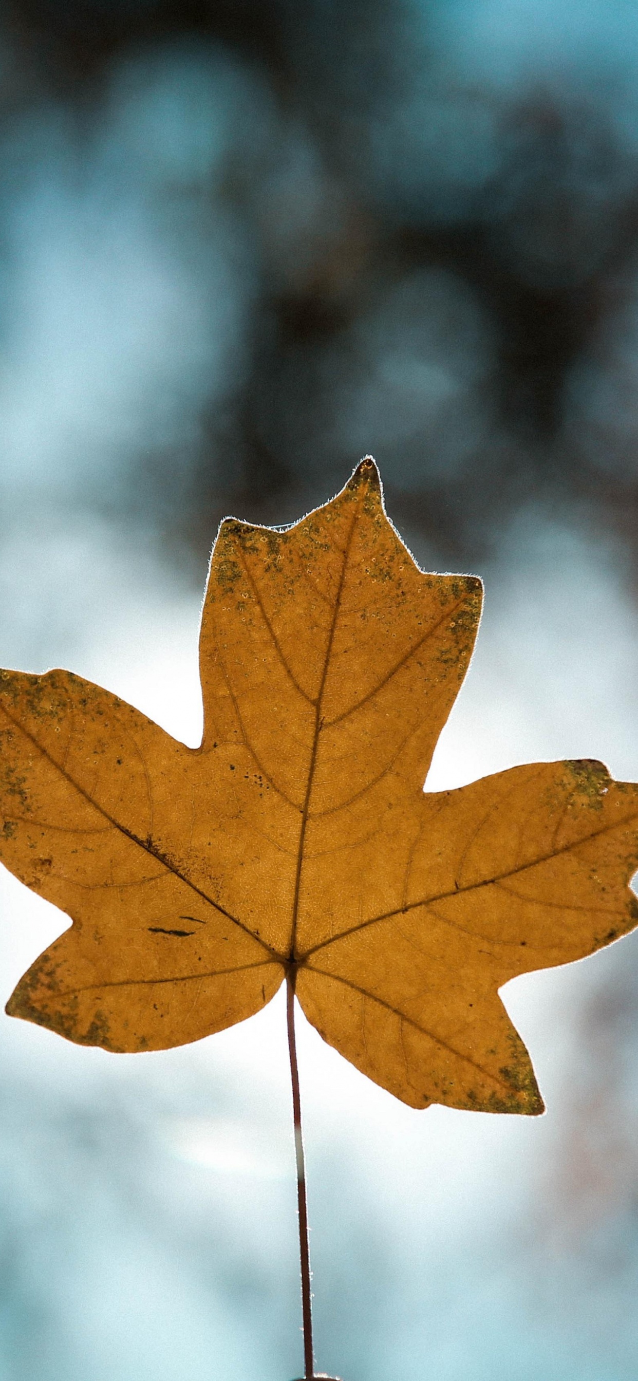 Brown, Branch, Wood, Twig, Sunlight. Wallpaper in 1242x2688 Resolution