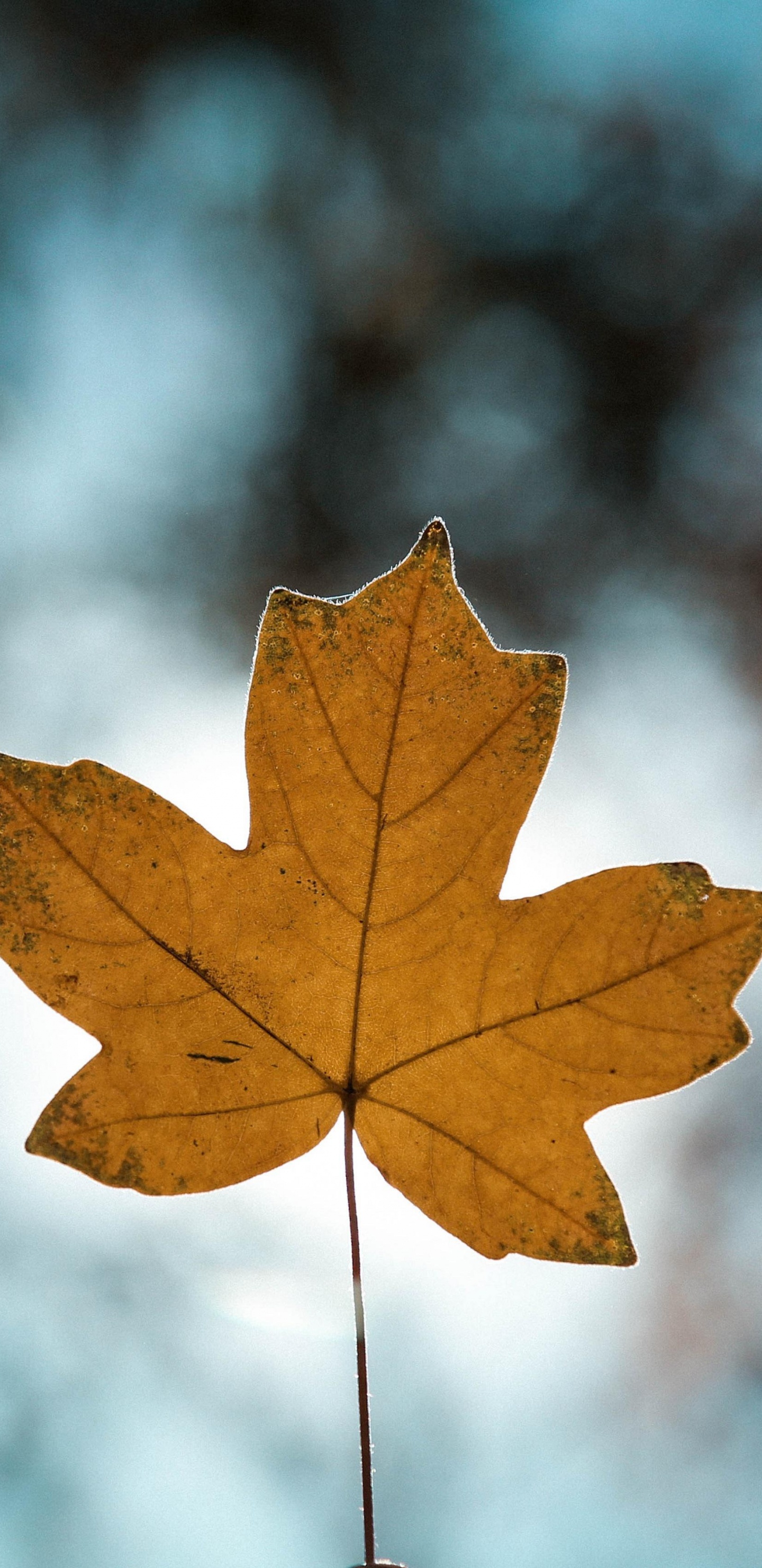 Brown, Rameau, Paysage Naturel, Plantes Ligneuses, Feuilles Caduques. Wallpaper in 1440x2960 Resolution