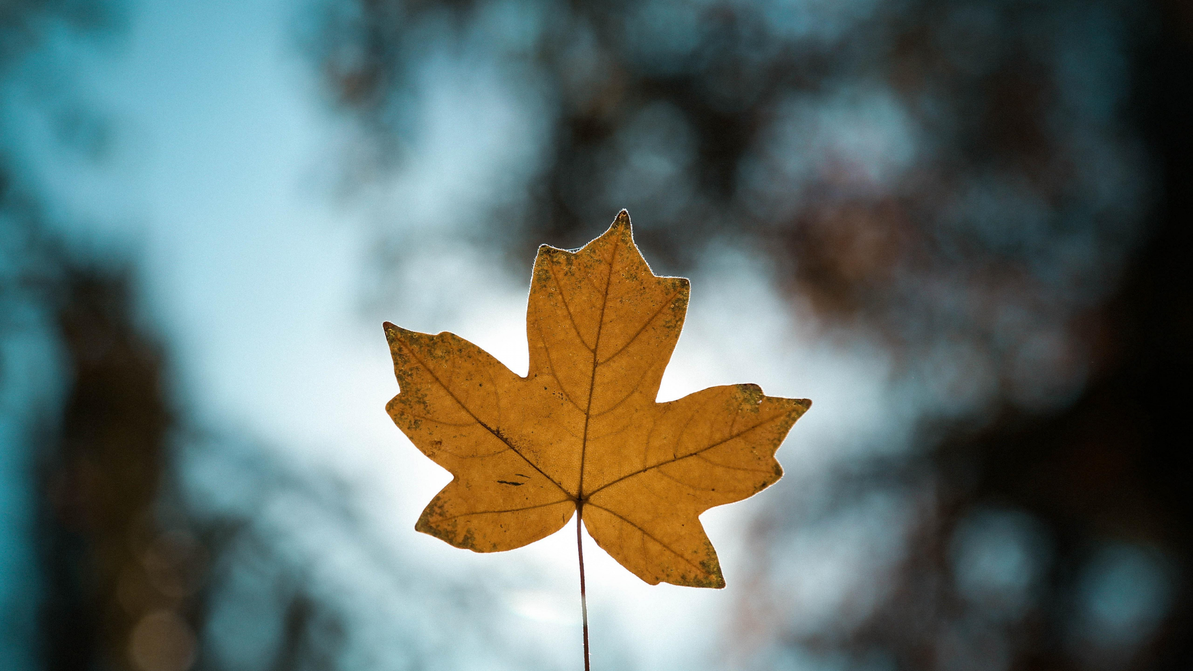 Brown, Rameau, Paysage Naturel, Plantes Ligneuses, Feuilles Caduques. Wallpaper in 3840x2160 Resolution