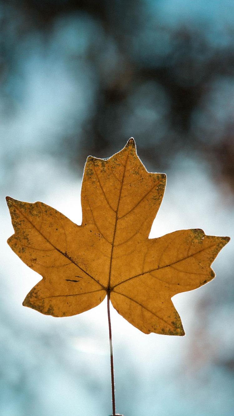 Brown, Rameau, Paysage Naturel, Plantes Ligneuses, Feuilles Caduques. Wallpaper in 750x1334 Resolution