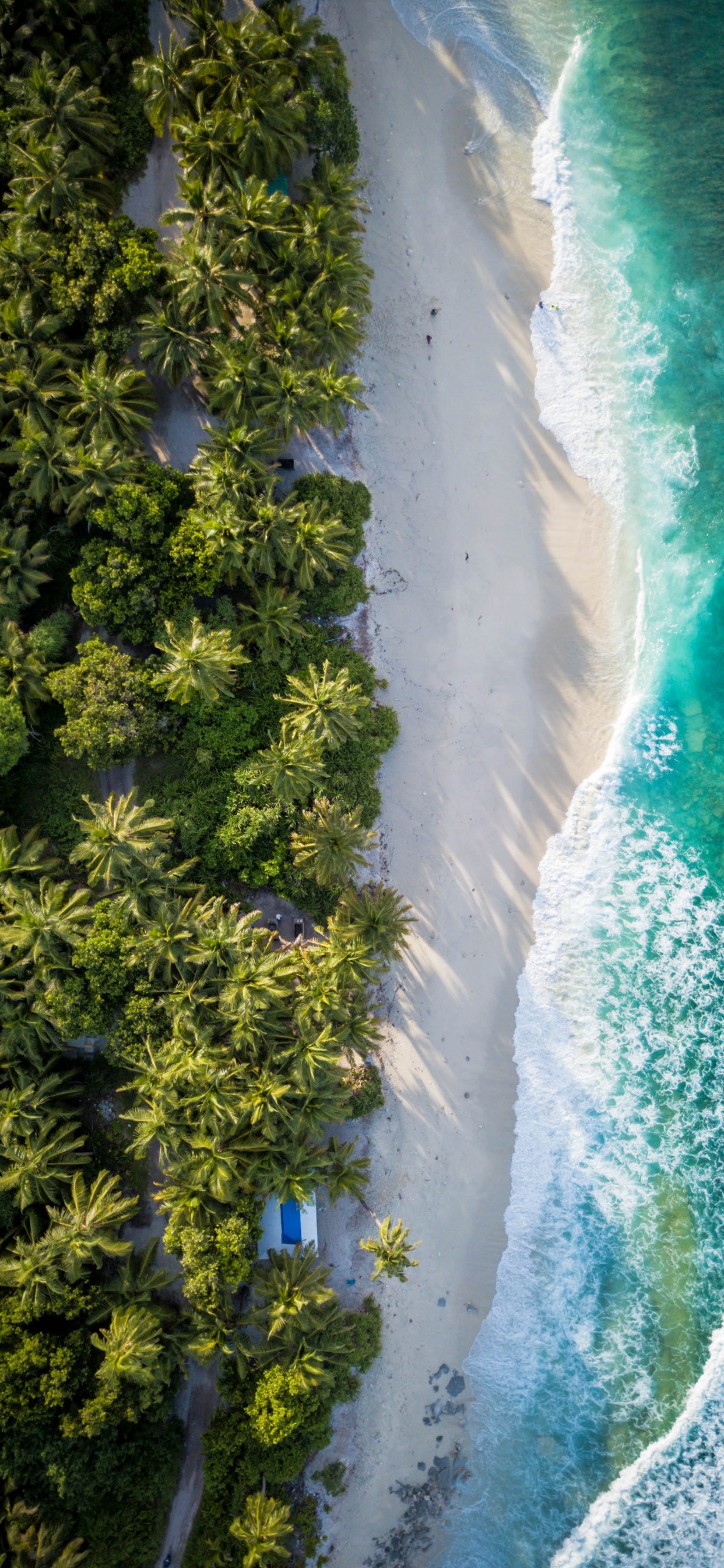 Birds View, Birds, Water, Water Resources, Plant. Wallpaper in 1242x2688 Resolution