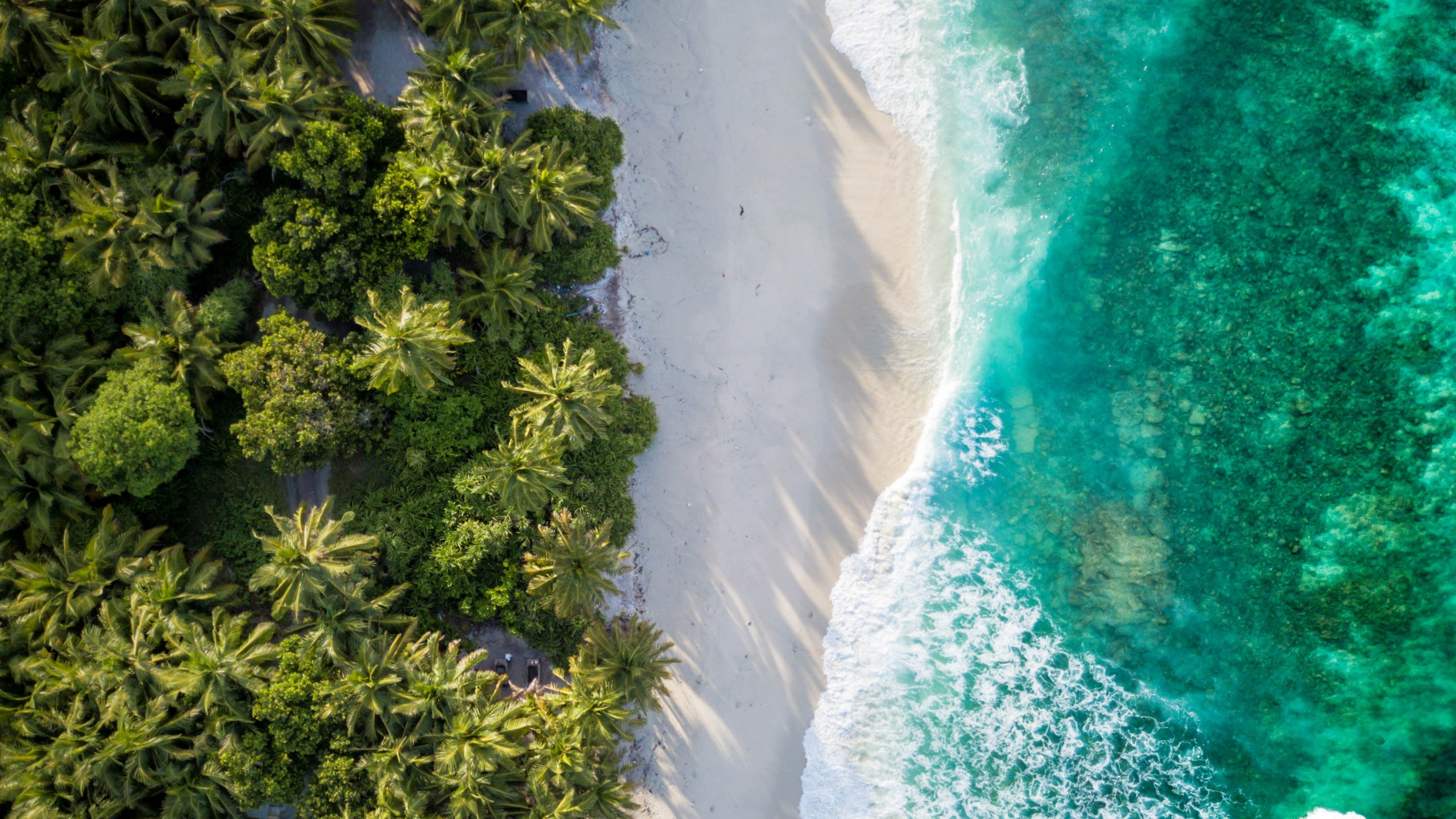 Birds View, Birds, Water, Water Resources, Plant. Wallpaper in 2560x1440 Resolution