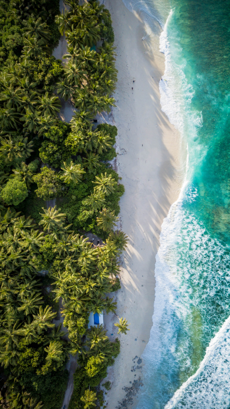 Birds View, Birds, Water, Water Resources, Plant. Wallpaper in 750x1334 Resolution