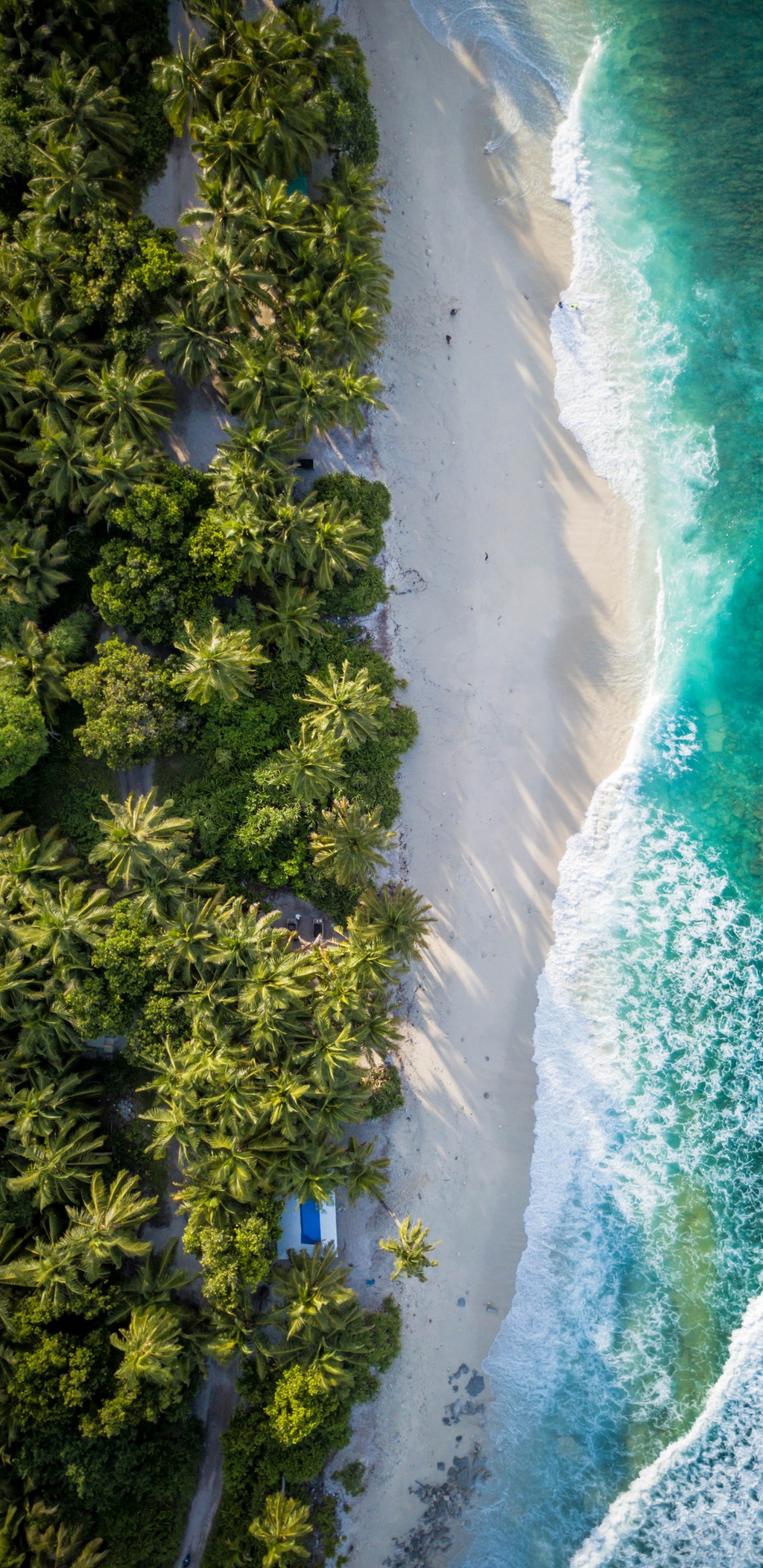 Vista de Pájaro, Pájaros, Agua, Los Recursos de Agua, Paisaje Natural. Wallpaper in 1440x2960 Resolution