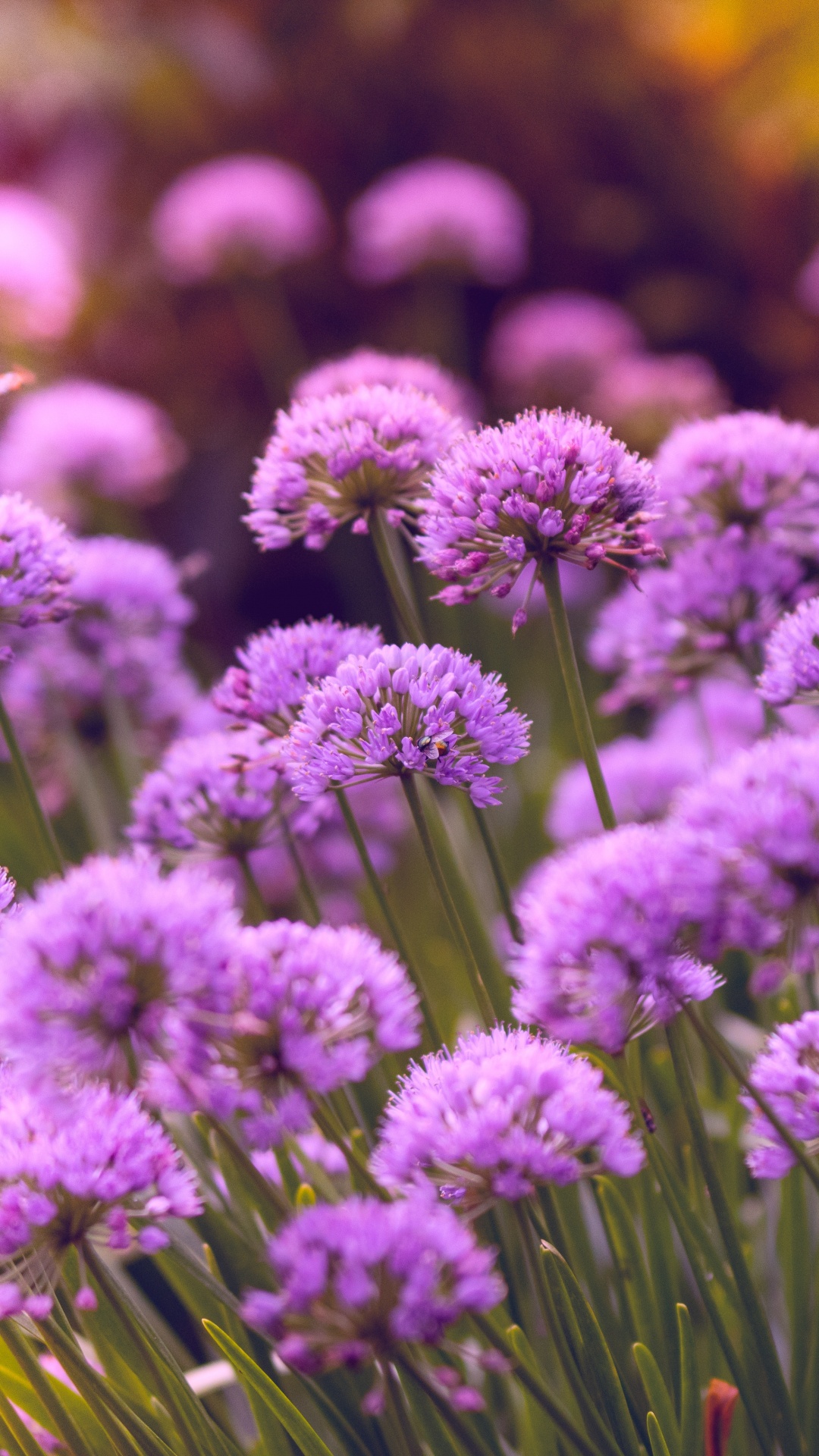 Purple Flowers in Tilt Shift Lens. Wallpaper in 1080x1920 Resolution