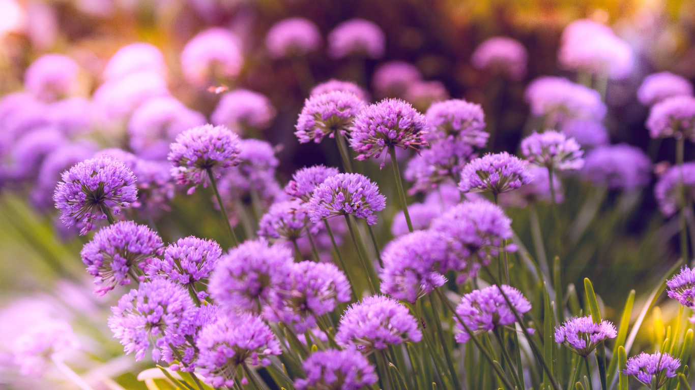 Purple Flowers in Tilt Shift Lens. Wallpaper in 1366x768 Resolution