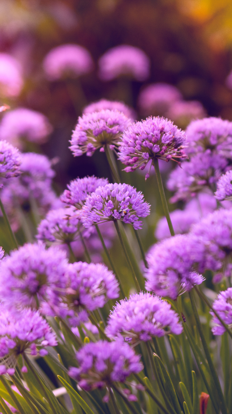 Purple Flowers in Tilt Shift Lens. Wallpaper in 750x1334 Resolution